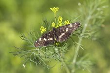 Butterfly Araschnia Levana. Stock Photo Butterfly Araschnia Levana. Stock Photo
