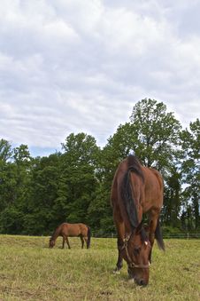 Grazing Duo Royalty Free Stock Photo Grazing Duo Royalty Free Stock Photo