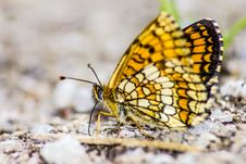 Common Butterfly Silverspot &x28;Argynnis Ino&x29; Stock Images