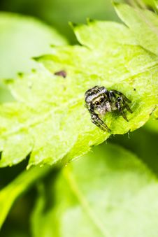 Portrait Of A Zebra Spider Stock Images Portrait Of A Zebra Spider Stock Images