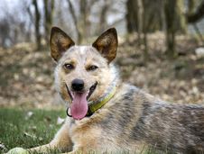 Red Heeler With Her Tennis Ball Stock Photography