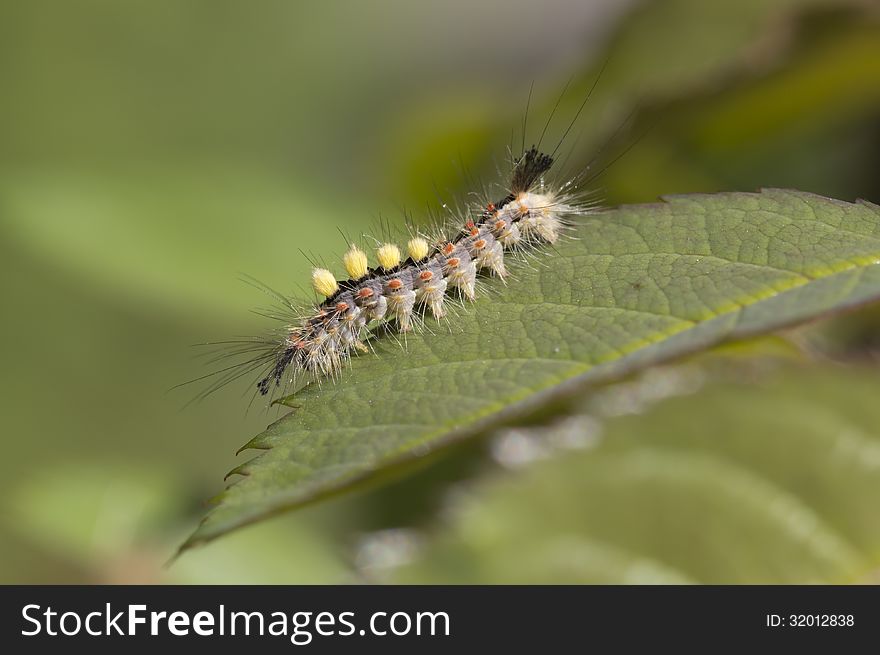 Caterpillar Butterfly Orgyia Antiqua.