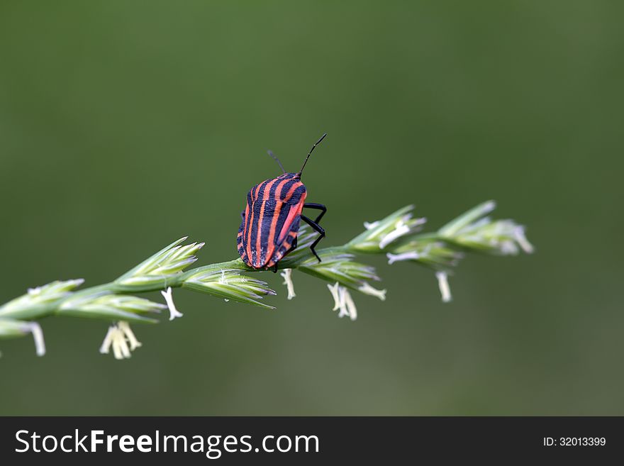 Large red bug with longitudinal black stripes. Shield reaches the apex of the abdomen. Large red bug with longitudinal black stripes. Shield reaches the apex of the abdomen.