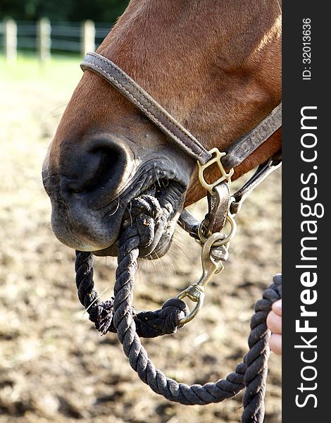 Muzzle shot of one horse holding his own lead rope in his mouth. Muzzle shot of one horse holding his own lead rope in his mouth