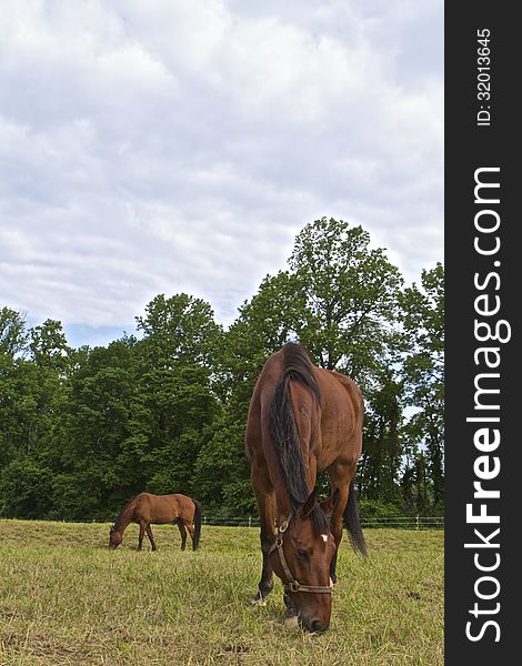 Two horses grazing in a peaceful meadow under a cumulous sky and wooded backdrop. Two horses grazing in a peaceful meadow under a cumulous sky and wooded backdrop.