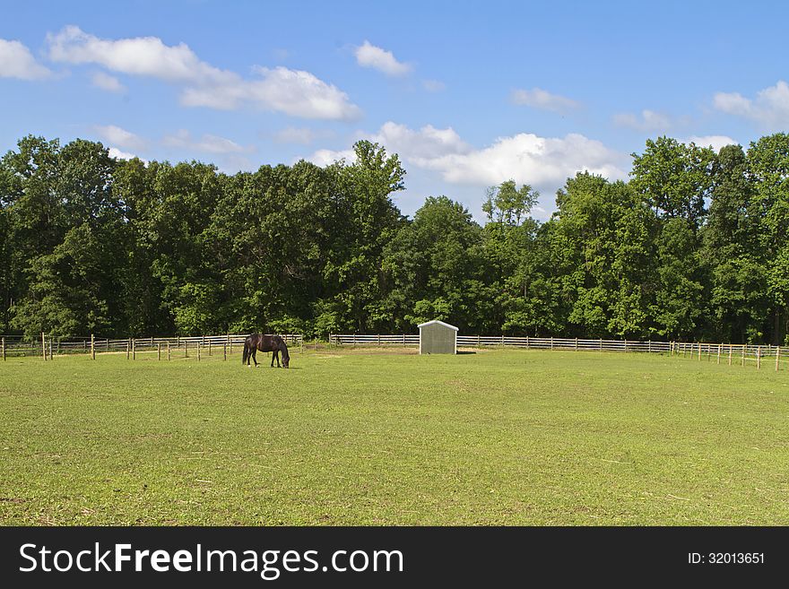 Dark horse grazing under a very blue sky with clouds, trees in the background. Dark horse grazing under a very blue sky with clouds, trees in the background.