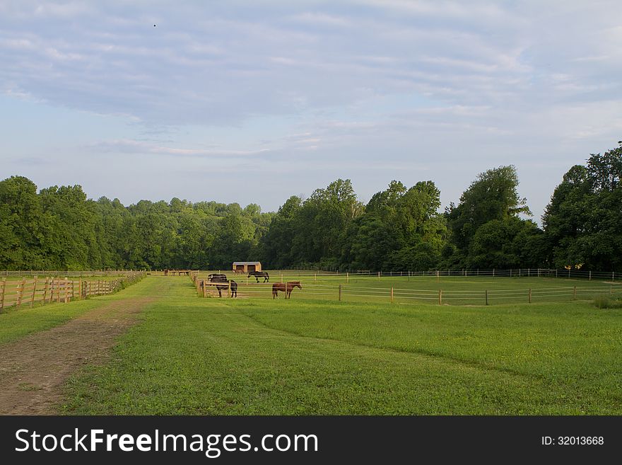 Stretches of green fields and fencing with horses under an early morning, blue sky. Stretches of green fields and fencing with horses under an early morning, blue sky.