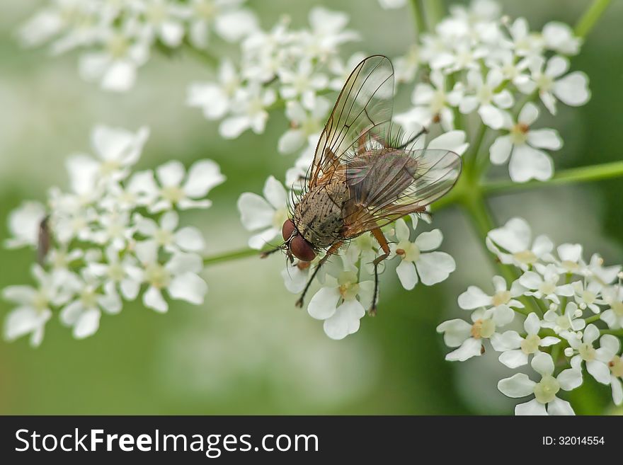 Muscid Fly (Helina impuncta) on a parsley.