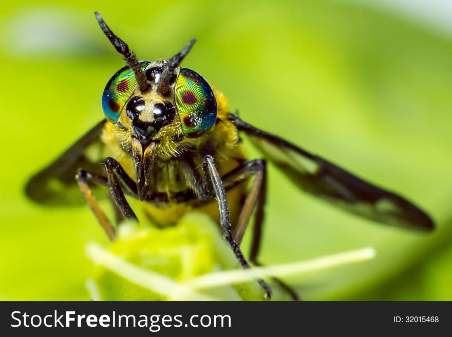 Portrait of a Horse-fly