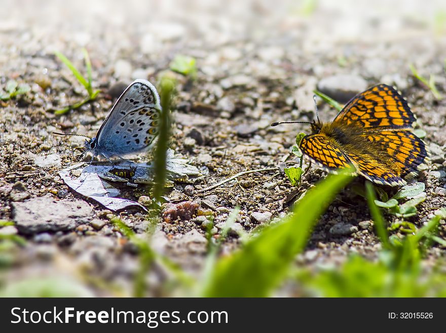 The Common Blue (Polyommatus icarus) is a small butterfly in the family Lycaenidae, widespread over much of the Palaearctic and recently introduced[1] in eastern Canada. The Common Blue (Polyommatus icarus) is a small butterfly in the family Lycaenidae, widespread over much of the Palaearctic and recently introduced[1] in eastern Canada.