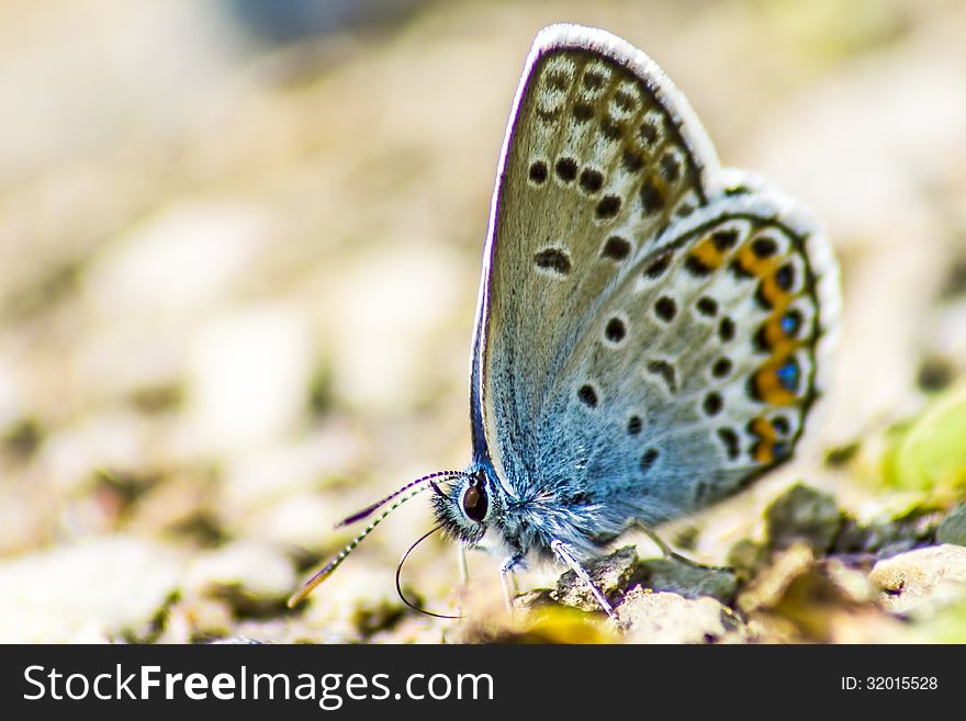 The Common Blue &#x28;Polyommatus icarus&#x29