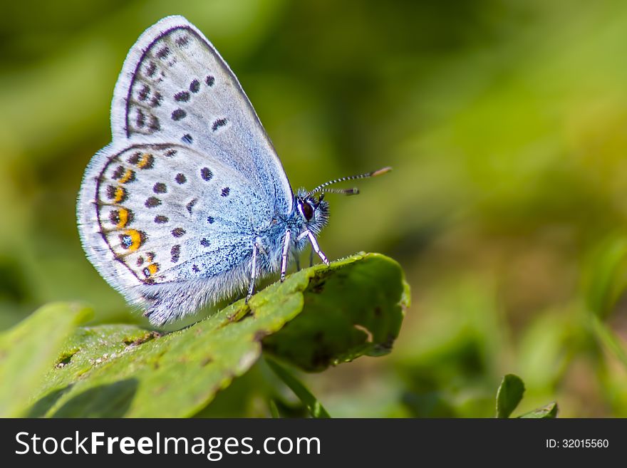 The Common Blue &#x28;Polyommatus icarus&#x29