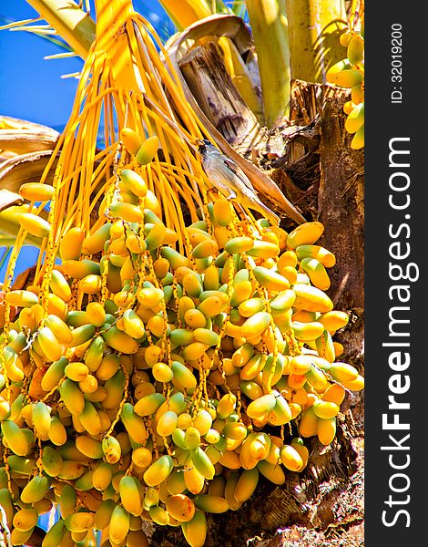 Date palm tree with clusters of fruits. Date palm tree with clusters of fruits