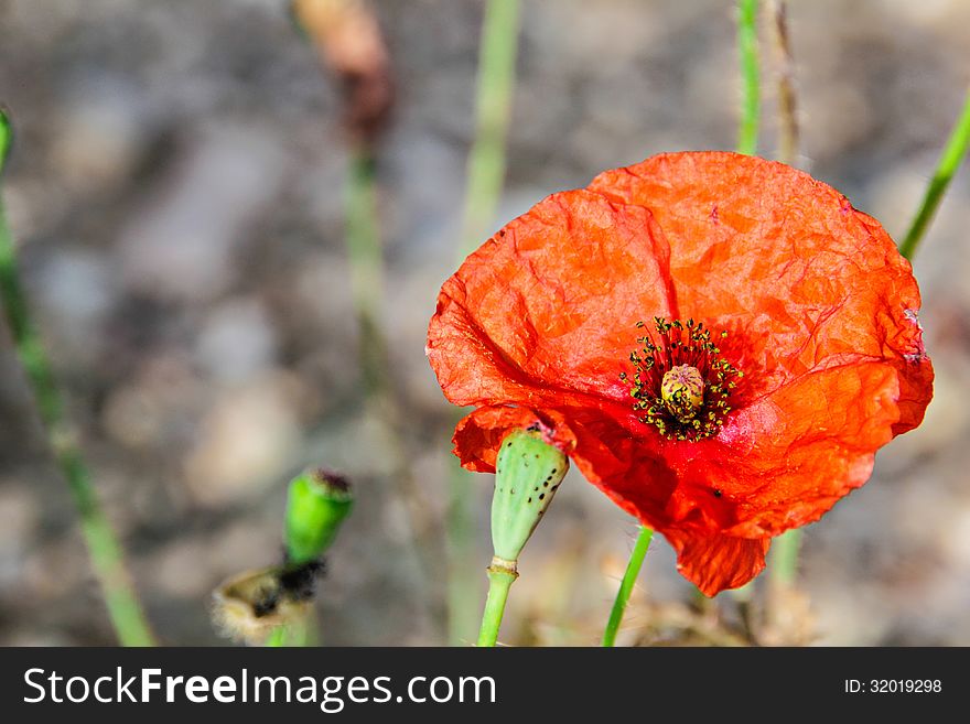 Close up of blooming red poppy flower