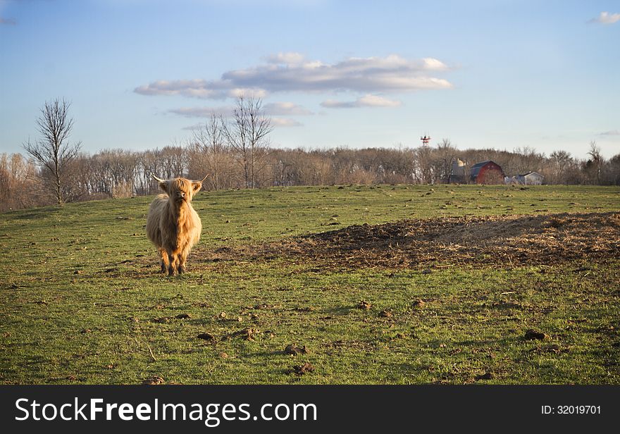 Scottish Highland cow in a pasture