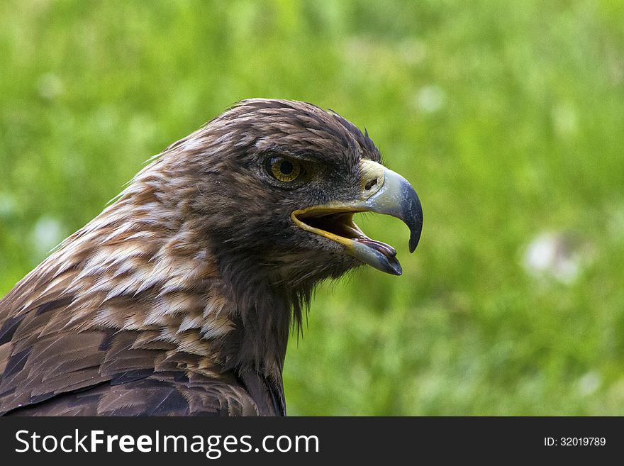 Close-up of a royal eagle