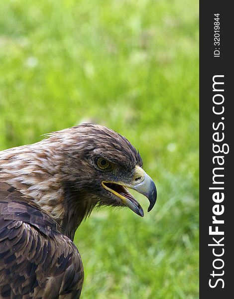 Close-up of a royal eagle