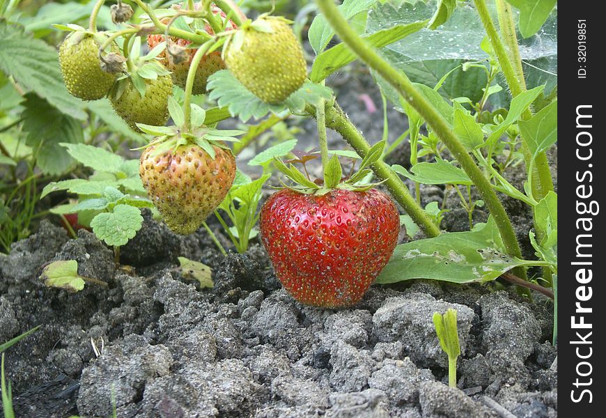 Ripe and unripe strawberries growing on the ground. Ripe and unripe strawberries growing on the ground.