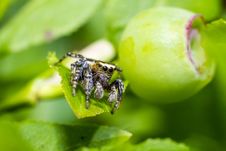 Portrait Of A Zebra Spider Royalty Free Stock Images Portrait Of A Zebra Spider Royalty Free Stock Images