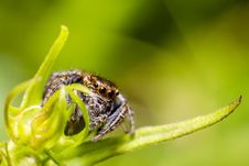 Portrait Of A Zebra Spider Royalty Free Stock Image