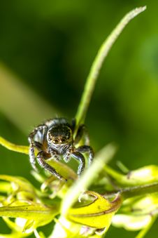 Portrait Of A Zebra Spider Royalty Free Stock Images Portrait Of A Zebra Spider Royalty Free Stock Images