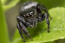Portrait Of A Zebra Spider Royalty Free Stock Images Portrait Of A Zebra Spider Royalty Free Stock Images