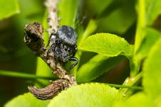 Portrait Of A Zebra Spider Royalty Free Stock Photography Portrait Of A Zebra Spider Royalty Free Stock Photography