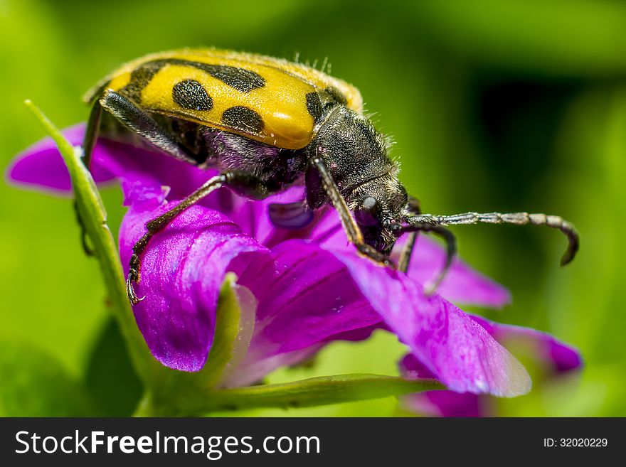 The Coleoptera /koÊŠliËËˆÉ’ptÉ™rÉ™/ order of insects is commonly called beetles. The word coleoptera is from the Greek ÎºÎ¿Î»ÎµÏŒÏ‚, koleos, meaning sheath; and Ï€Ï„ÎµÏÏŒÎ½, pteron, meaning wing, thus sheathed wing, because most beetles have two pairs of wings, the front pair, the elytra, being hardened and thickened into a sheath-like, or shell-like, protection for the rear pair, and for the rear part of the beetle's body. The superficial consistency of most beetles' morphology, in particular their possession of elytra, has long suggested that the Coleoptera are monophyletic, but growing evidence indicates this is unjustified, there being arguments, for example, in favour of allocating the current suborder Adephaga their own order, or very likely even more than one. The Coleoptera /koÊŠliËËˆÉ’ptÉ™rÉ™/ order of insects is commonly called beetles. The word coleoptera is from the Greek ÎºÎ¿Î»ÎµÏŒÏ‚, koleos, meaning sheath; and Ï€Ï„ÎµÏÏŒÎ½, pteron, meaning wing, thus sheathed wing, because most beetles have two pairs of wings, the front pair, the elytra, being hardened and thickened into a sheath-like, or shell-like, protection for the rear pair, and for the rear part of the beetle's body. The superficial consistency of most beetles' morphology, in particular their possession of elytra, has long suggested that the Coleoptera are monophyletic, but growing evidence indicates this is unjustified, there being arguments, for example, in favour of allocating the current suborder Adephaga their own order, or very likely even more than one