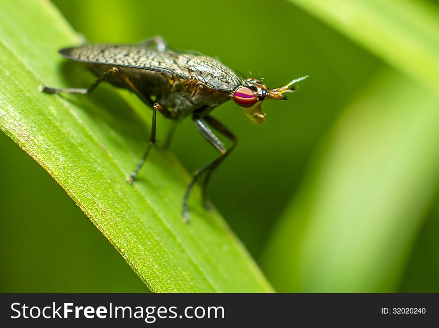 Portrait of a horse-fly