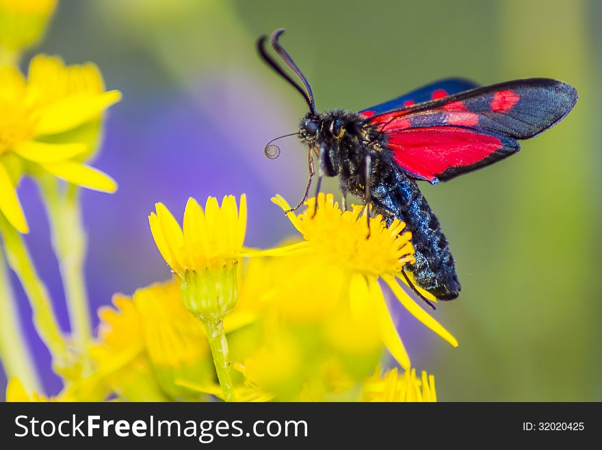 The Narrow-Bordered Five-Spot Burnet &#x28;Zygaena lonicerae&#x29;s Schneider&#x29