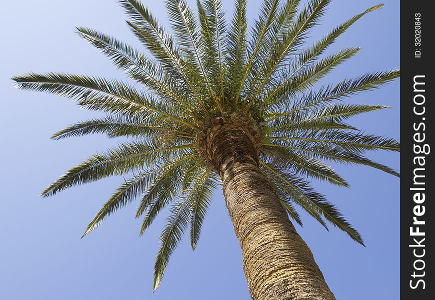 Bottom view of fresh spreading palm tree