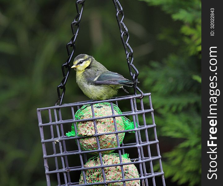 Young Blue Tit perched on a feeder. Young Blue Tit perched on a feeder