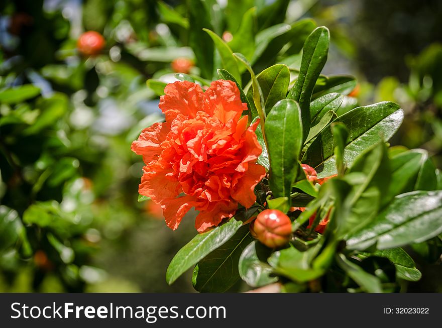 Pomegranate flower on tree.