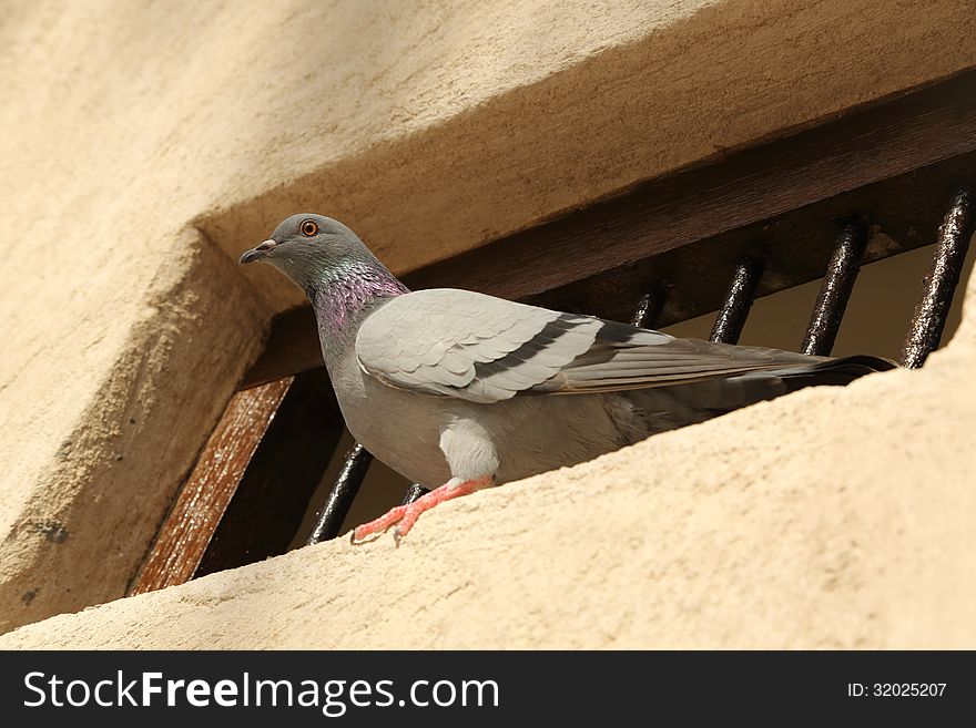 Bird on the window