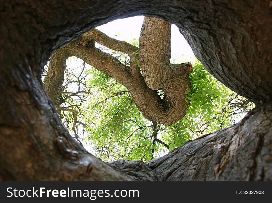 Tree branch and bark through tree hollow , natural. Tree branch and bark through tree hollow , natural