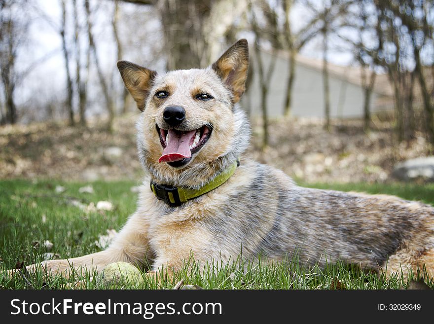 Red Heeler With Her Tennis Ball