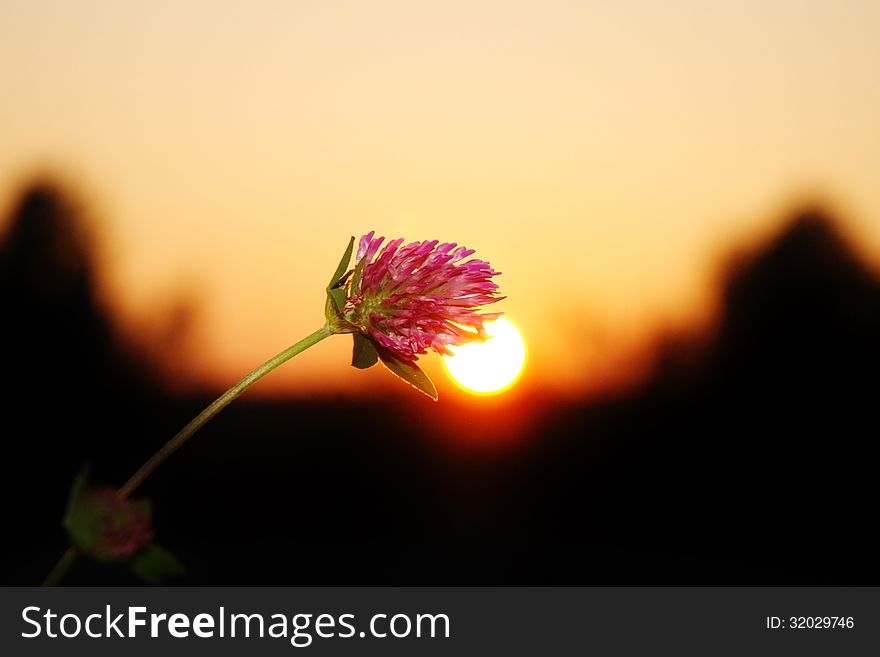 Flower clover on a sunset