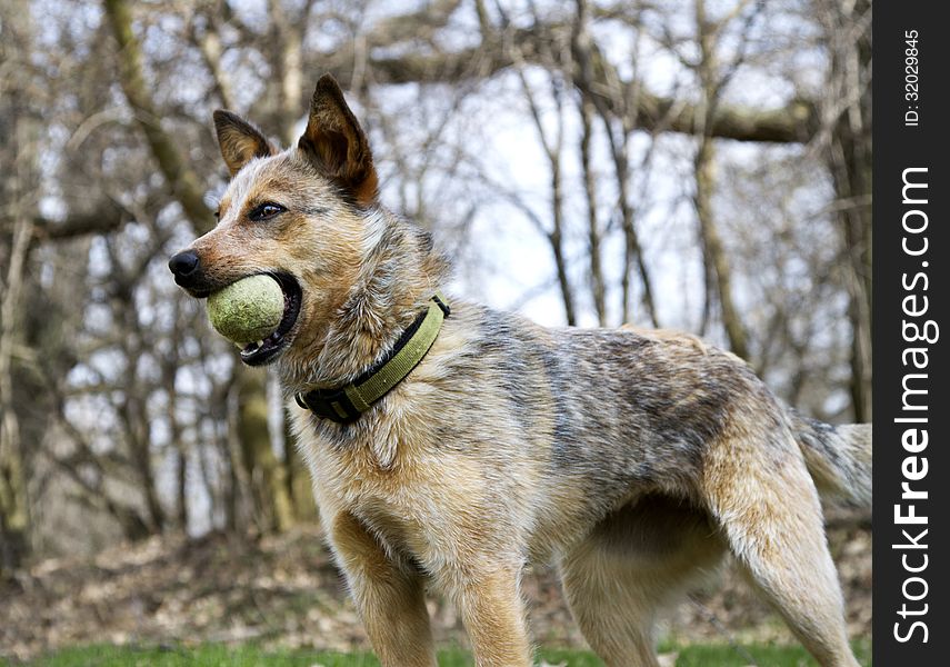 Red Heeler outside with her green tennis ball ready to play. Red Heeler outside with her green tennis ball ready to play