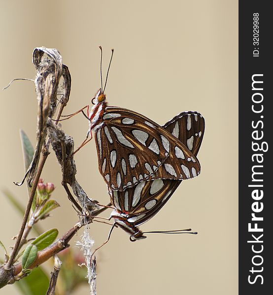 Male And Female Mating Butterflies &x28;Gulf Fritillary&x29;