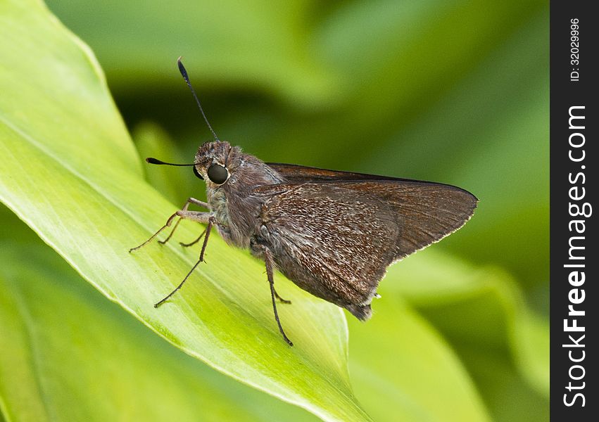 Brown monk skipper butterfly on a green leaf against a darker green background. Brown monk skipper butterfly on a green leaf against a darker green background