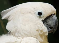 White Cockatoo Parrot Stock Image White Cockatoo Parrot Stock Image