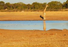 Giraffe At The Waterhole Royalty Free Stock Photography Giraffe At The Waterhole Royalty Free Stock Photography
