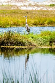 Great Blue Heron Stock Image