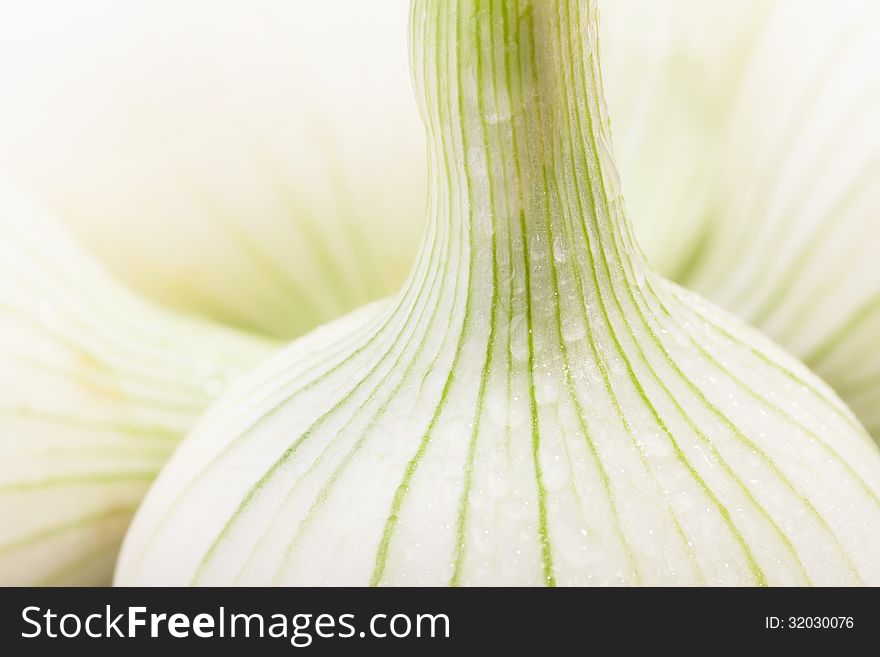 Onions white striped macro closeup. Onions white striped macro closeup