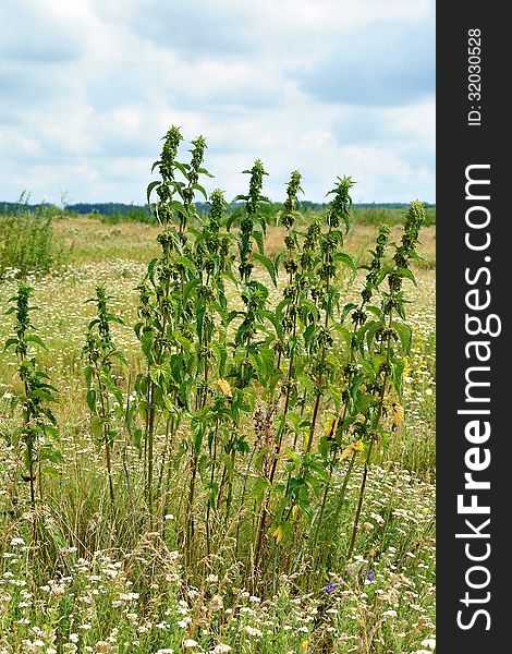 Nettles On Waste Ground