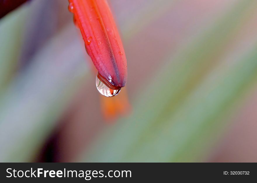 Close up of rain drop on aloe vera blossom