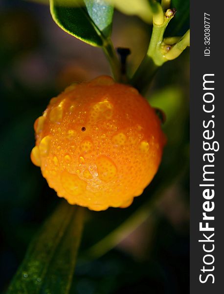 Macro image of kumquat orange with raindrops on little tree