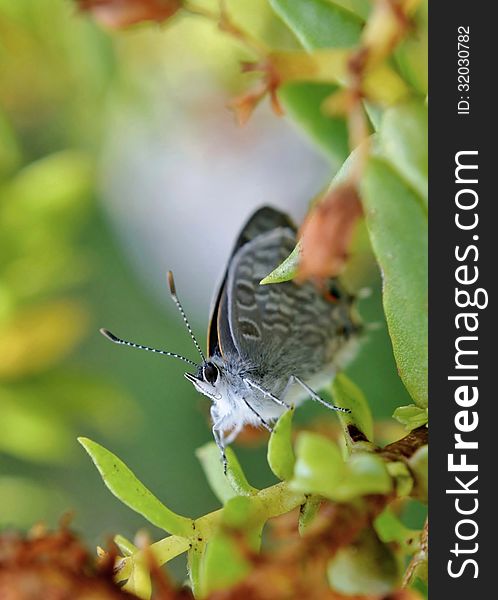 Close up of little butterfly on green plant