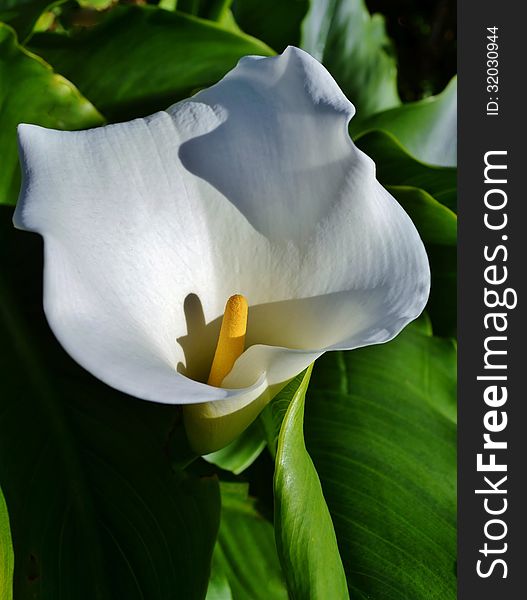 Close up of beautiful white Arum Lily