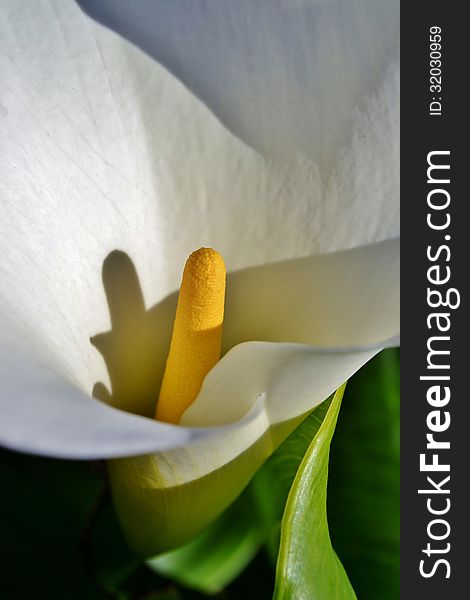 White Arum Lily